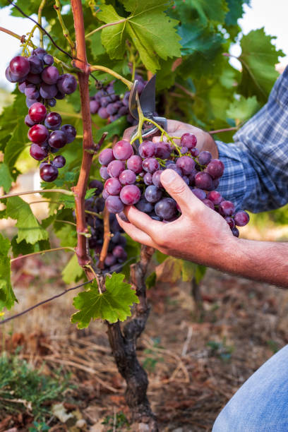 istock Caucasian farmer at work, harvest in the vineyard. 1169976989