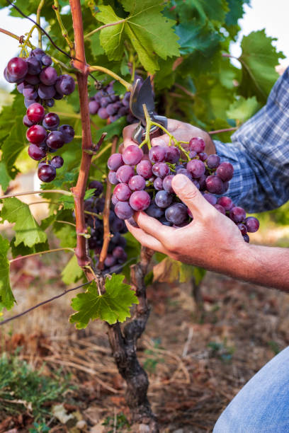 istock Caucasian farmer at work, harvest in the vineyard. 1169976994