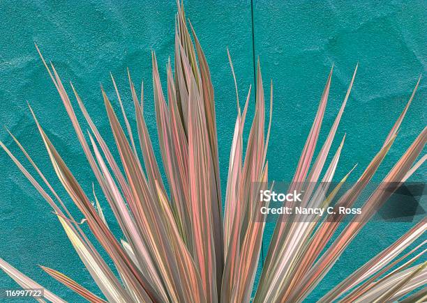 Abigarrada Planta Contra La Pared Azul Turquesa Diseño Natural El Sudoeste De Colores Foto de stock y más banco de imágenes de Abstracto