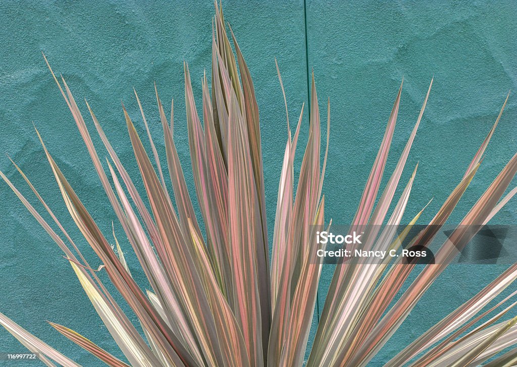 Różnorodny Roślina przeciw turkusowy ściany, Wzór naturalny, Southwest kolory - Zbiór zdjęć royalty-free (Abstrakcja)