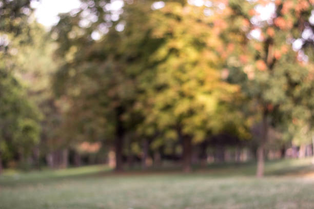 istock Idyllic Autumn trees out of focus, natural bokeh background 1169977802
