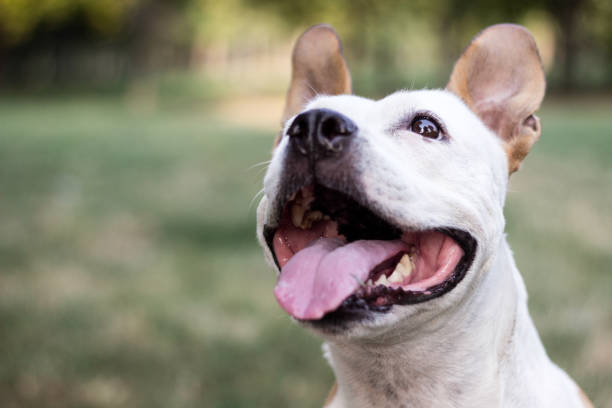 istock Happy pet dog on grass 1169978208
