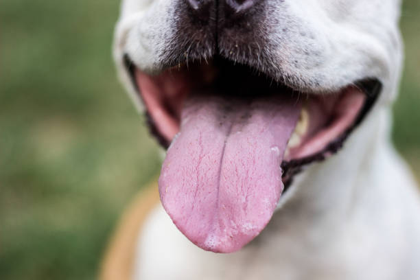 Dogs mouth close up Dogs mouth close up . Tongue out animal saliva stock pictures, royalty-free photos & images