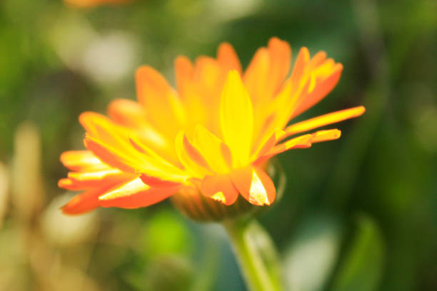 istock Calendula officinalis blooming in the garden 1169978949