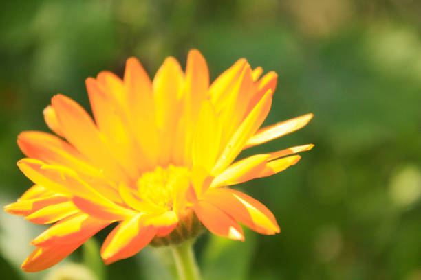 istock Calendula officinalis blooming in the garden 1169978950