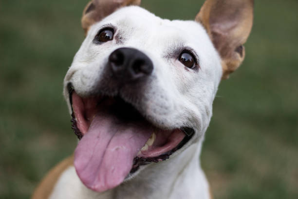 istock Happy pet dog on grass 1169979000