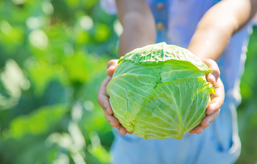 Child with cabbage and broccoli in the hands. Selective focus. nature.