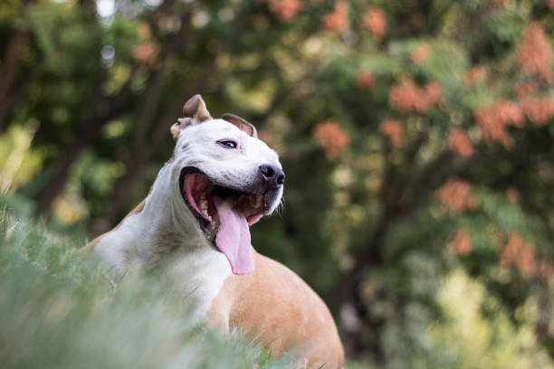 istock Happy pet dog on grass 1169979156