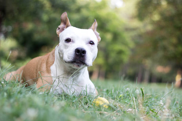 istock Happy pet dog on grass 1169979390