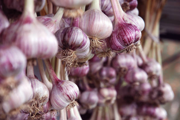 aglio biologico viola raccolto appeso in fasci per asciugare - agriculture cooking food eating foto e immagini stock