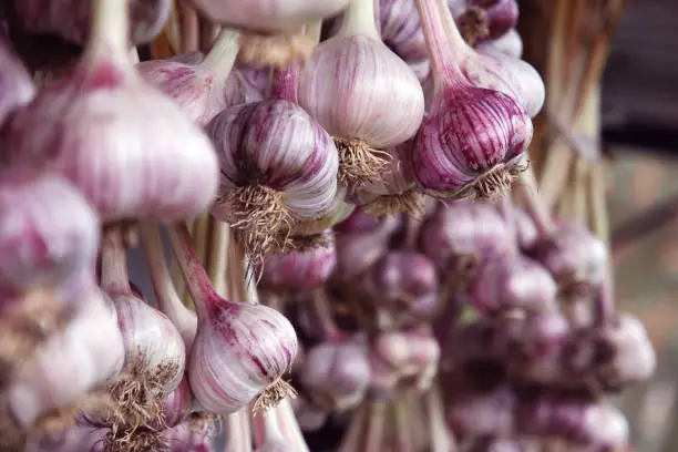 Photo of Harvested purple organic garlic hanging in bundles to dry
