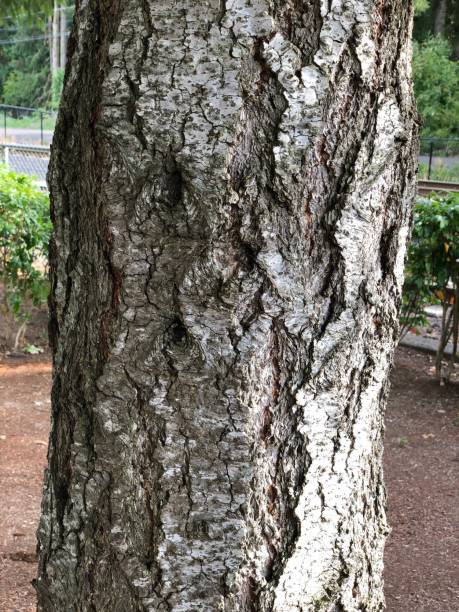 istock Beautiful natural wood pattern developed over the old vintage tree trunk 1169980201