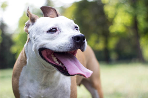 istock Happy pet dog on grass 1169980237