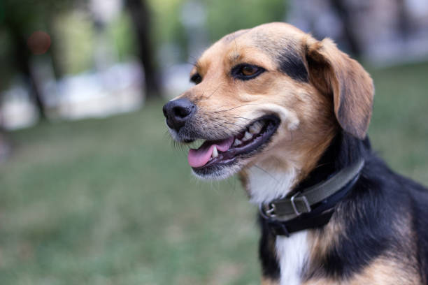 istock Small cute dog portrait 1169980320