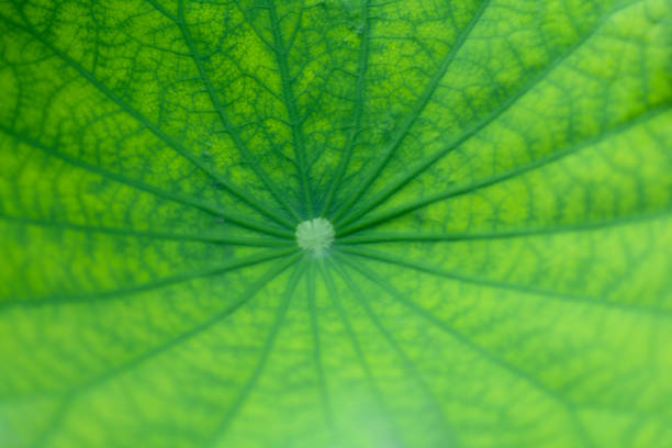 istock beauty green lotus leaf and vein pattern in leaf 1169983127