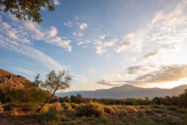 istock golden late day light on grassy field with tree Sierra Nevada mountains 1169984251