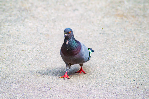A pigeon bird walks on an asphalt pavement. Wild birds.