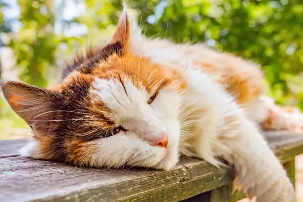 Photo of Ginger and white cat sleeping on the bench outdoor. close-up photo. Three-colored cat lies on a bench. White ginger brown cat sleeps outdoor among green plants.