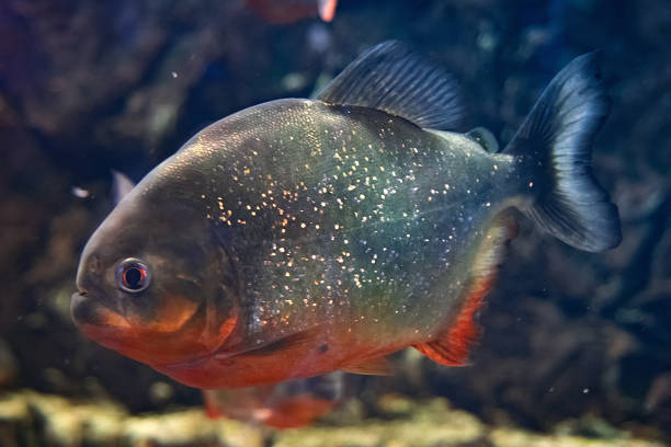istock Red-bellied piranha, popular freshwater aquarium fish 1169986837