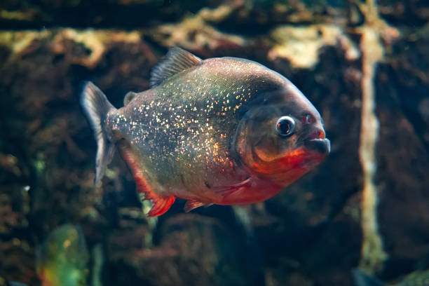 istock Red-bellied piranha, popular freshwater aquarium fish 1169986886
