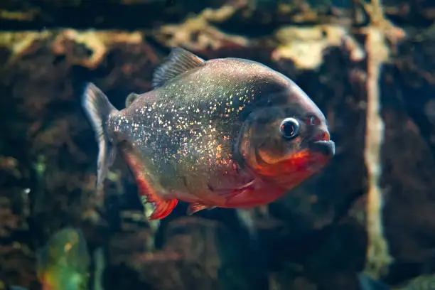 Photo of Red-bellied piranha, popular freshwater aquarium fish