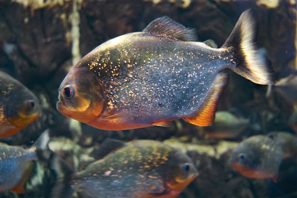 istock Red-bellied piranha, popular freshwater aquarium fish 1169986887