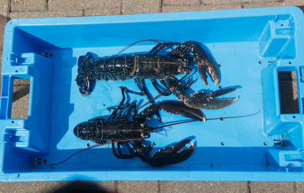 istock Breton alive lobsters in a blue box 1169987190