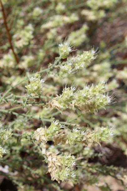 istock PETALONYX THURBERI - JOSHUA TREE NP - 080419 D 1169988443