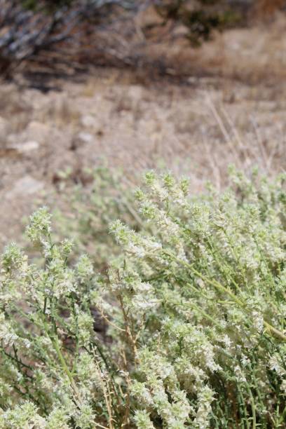 istock PETALONYX THURBERI - JOSHUA TREE NP - 080419 B 1169988463