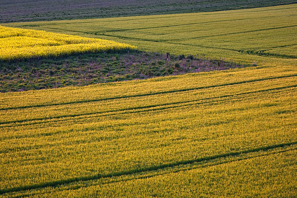 istock part of a field 116998881