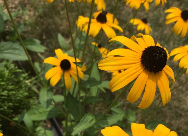 istock Black-Eyed Susan in Summer 1169989616