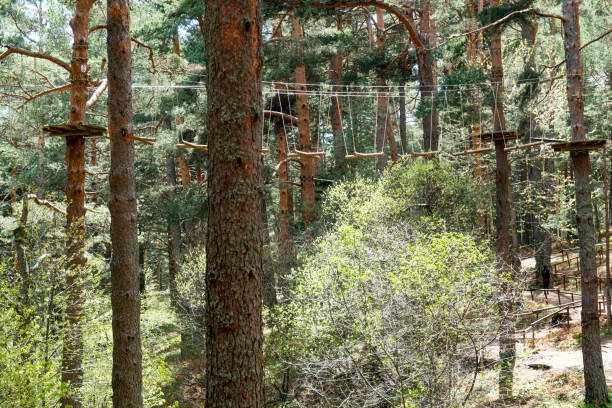 istock Dangerous cord ladder in forest 1169990581