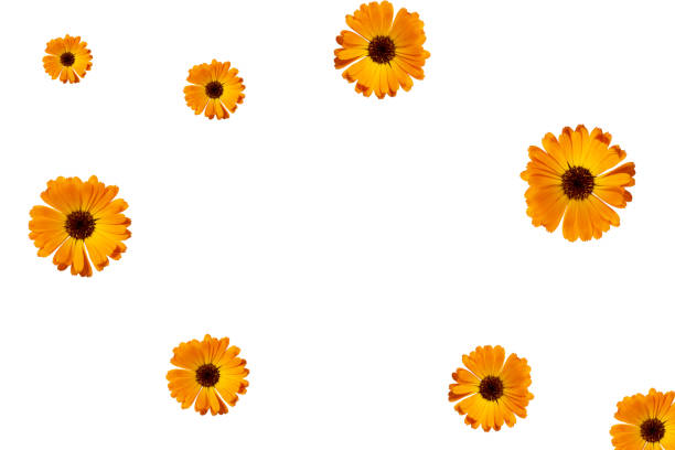 Flat lay style. Orange garden flowers pattern isolated on white background, copy space.