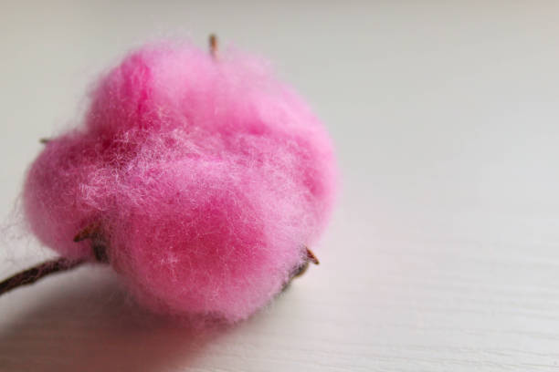 istock Pink cotton flower on white background 1169991587