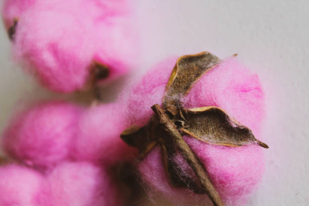 Pink cotton delicate dry flower bud set collection,dyed cotton flower