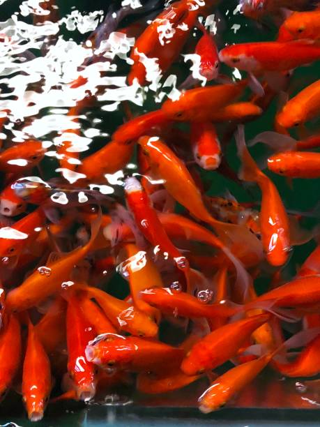 Image of swimming shoal of red and orange goldfish (Carassius auratus) in freshwater aquarium fish tank, for sale in pet shop aquatic aquarium garden centre supplies viewed from above Stock photo showing a freshwater aquarium  / fish tank of goldfish (Carassius auratus). A member of the carp family, goldfish are one of the most commonly kept fish in aquariums. cypriniformes photos stock pictures, royalty-free photos & images