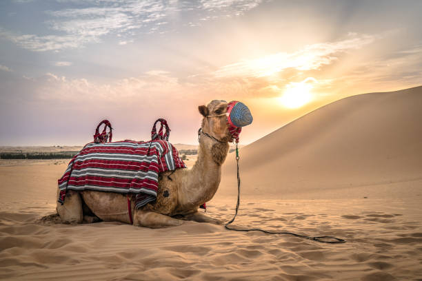 istock a camel laying in the desert sand 1169992461