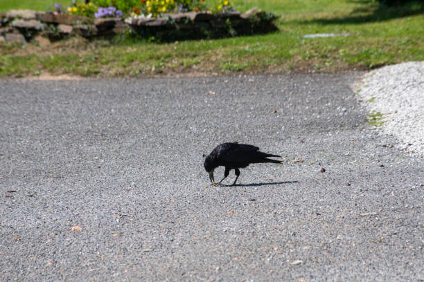 Crow eating on a footpath Crow in cornwall breaking food raven corvus corax bird squawking stock pictures, royalty-free photos & images