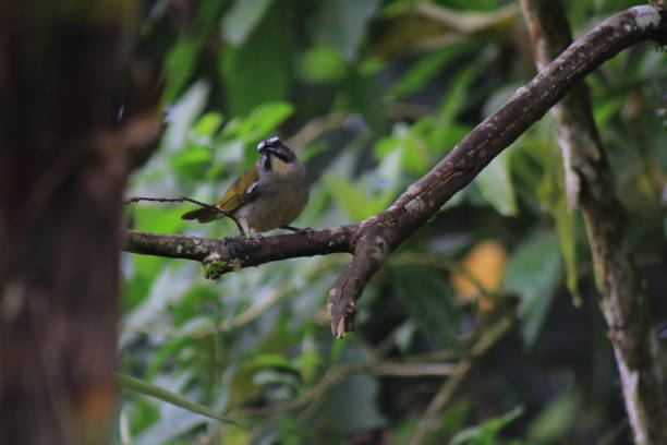 istock A Black-winged Saltator, Saltator atripennis, sitting at a brown branch 1169993041