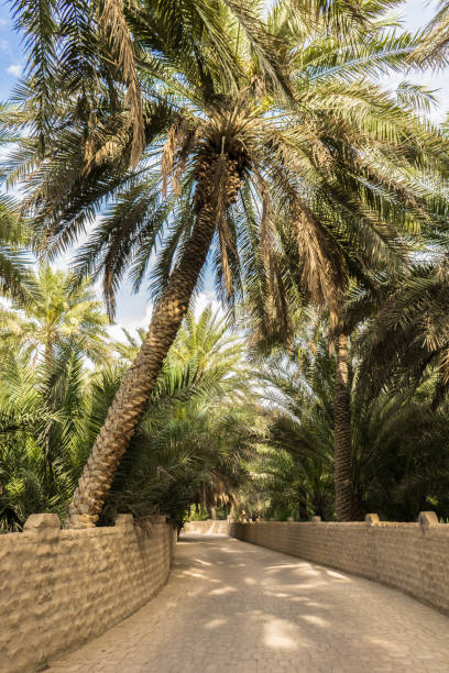 istock Palms in Al Ain oasis, united arab emirates 1169993052