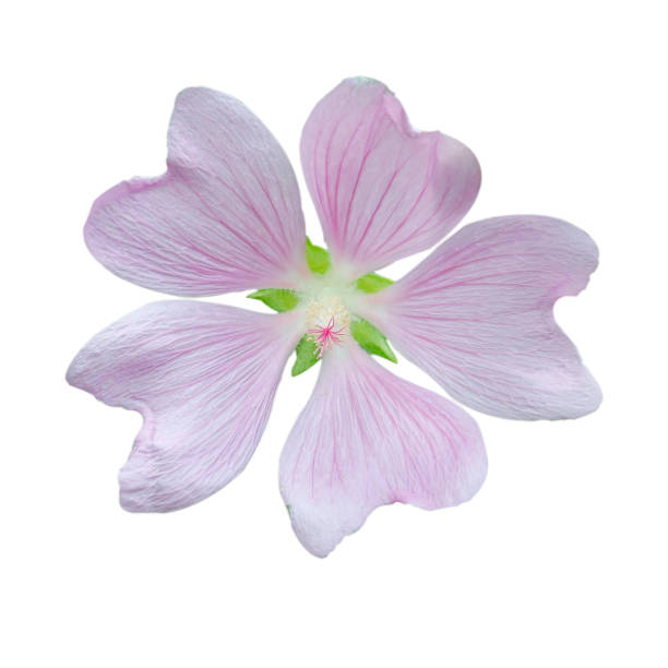 istock Flower Head of Tree Mallow (Lavatera maritima) 1169993089