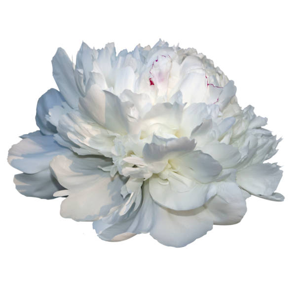 White peony flower close-up. Isolate on a white background.