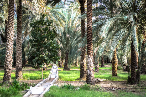 istock Palms in Al Ain oasis, united arab emirates 1169993101