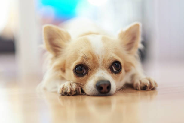 Small Chihuahua dog with a white and beige color on the floor. Lonely dog. Small Chihuahua dog with a white and beige color and a sad face on the floor. Lonely dog. chihuahua dog photos stock pictures, royalty-free photos & images