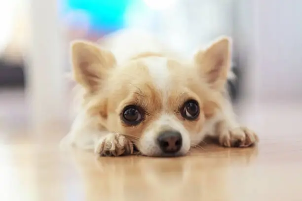 Small Chihuahua dog with a white and beige color and a sad face on the floor. Lonely dog.