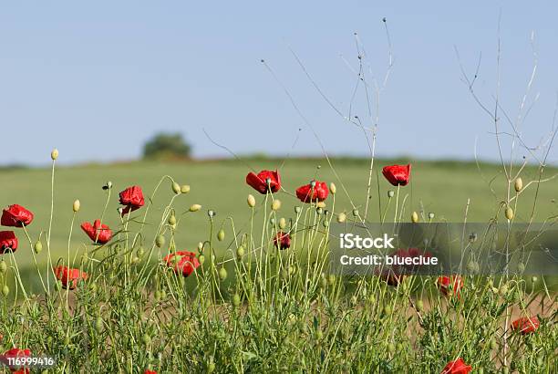 Ruhigen Natur Stockfoto und mehr Bilder von Bildschärfe - Bildschärfe, Blume, Farbbild