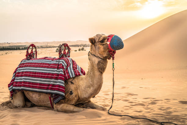 istock a camel laying in the desert sand 1169994676