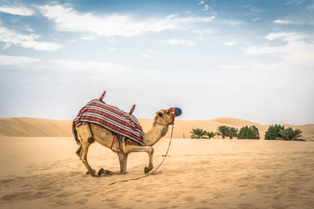 istock a camel kneeling in the desert sand 1169994677