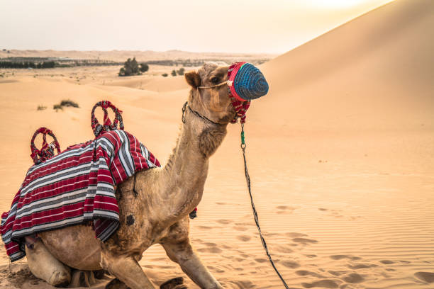 istock a camel sitting in the desert sand 1169994722
