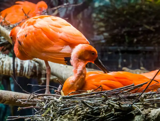 Photo of closeup of a red scarlet ibis sitting in its nest and preening its feathers, tropical bird portrait during breeding season